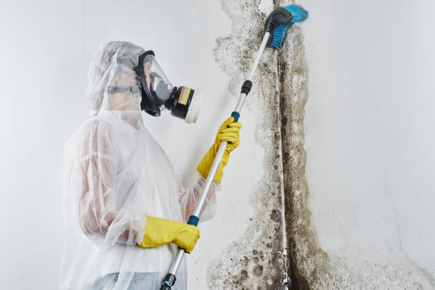 Best Health and Safety Mold Remediation in Mamou, LA