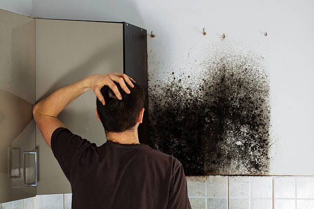 Best Residential Mold Remediation in Mamou, LA