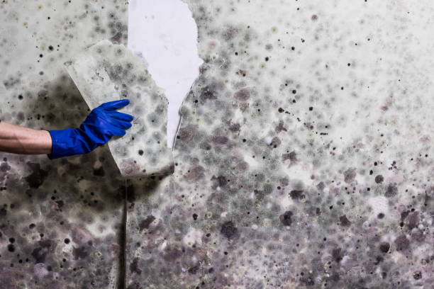 Best HVAC Mold Remediation in Mamou, LA